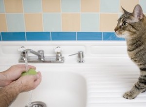 Proč moje kočka jí mýdlo?
