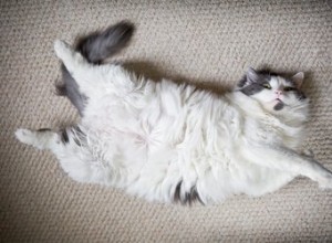 Proč vám kočky ukazují své břicho, a když se ho dotknete, pak se rozzuří?