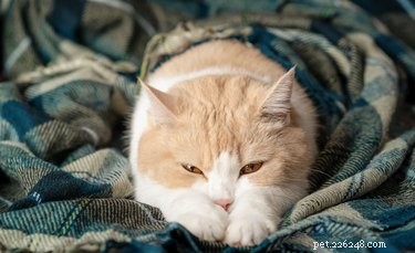 Waarom zuigt mijn kat aan dekens?