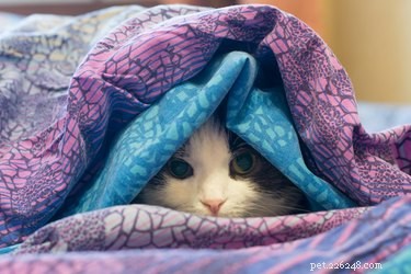 なぜ私の猫は毛布を吸うのですか？ 