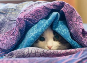 Por que meu gato chupa cobertores?