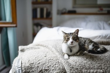 Почему моя кошка сосет одеяла?