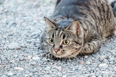 Почему кошки набрасываются?