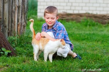 고양이는 왜 꼬리 위로 애완동물이 되는 것을 좋아합니까?