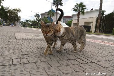 Waarom houden katten ervan om boven hun staart geaaid te worden?