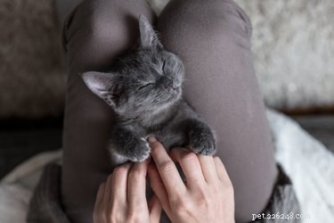 O que significa quando um gato senta em você?