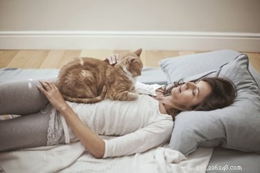 O que significa quando um gato senta em você?