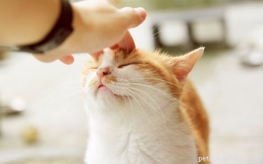Waarom houden katten ervan om op hun hoofd geaaid te worden?