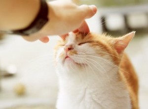 고양이는 왜 머리를 쓰다듬는 것을 좋아합니까?