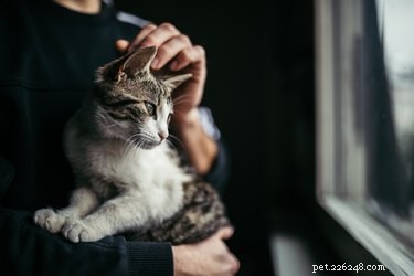 Waarom houden katten ervan om op hun hoofd geaaid te worden?
