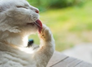 Waarom verzorgen katten zichzelf zo vaak?