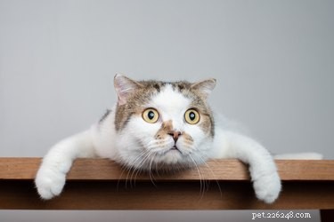 猫が壁を見つめるのはなぜですか？ 