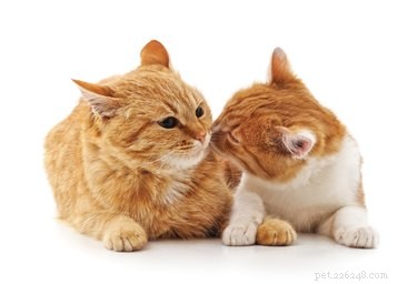 Любят ли кошки общаться с другими кошками?