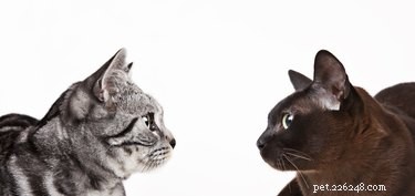 Mají kočky rády schůzky s jinými kočkami?