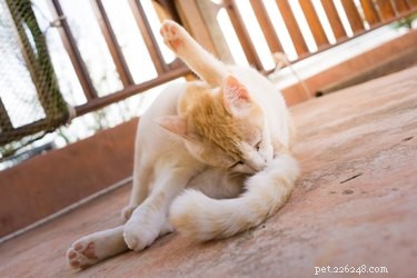 Почему кошки лижут свои задницы?