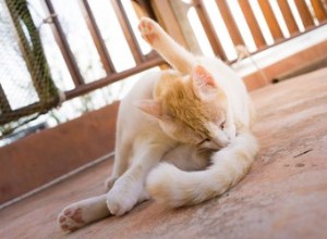 Pourquoi les chats se lèchent-ils eux-mêmes les fesses ?
