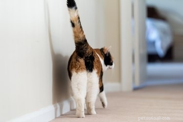 Varför slickar katter sina egna rumpor?