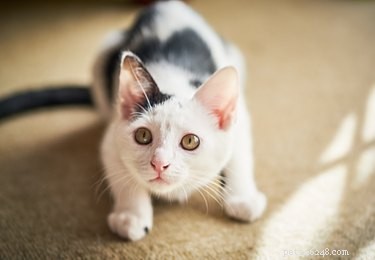 O que significam os ruídos dos seus gatos?