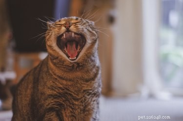 고양이의 소음은 무엇을 의미합니까?