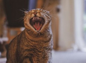 고양이의 소음은 무엇을 의미합니까?
