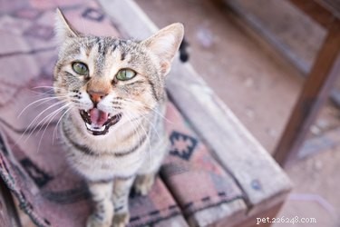 O que significam os ruídos dos seus gatos?