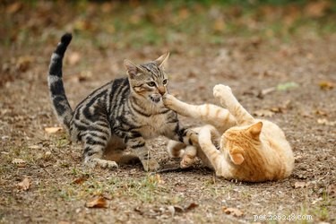 O que fazer se você testemunhar uma briga de gatos