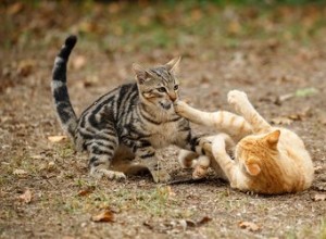 O que fazer se você testemunhar uma briga de gatos
