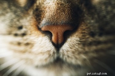 Varför lämnar katter munnen öppen efter att ha nosat på något?