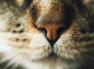 Waarom laten katten hun mond open nadat ze aan iets hebben gesnoven?