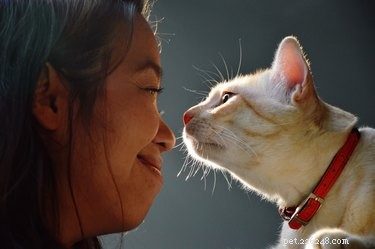 Por que os gatos deixam a boca aberta depois de cheirar algo?