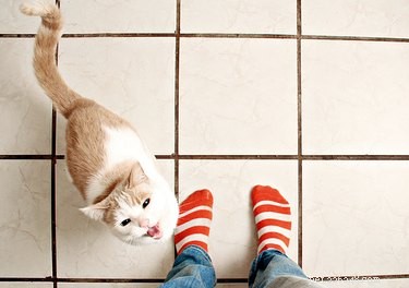Varför ligger katter alltid under fötterna?