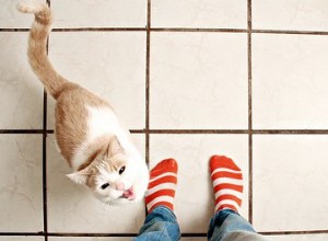 Proč jsou kočky vždy pod nohama?