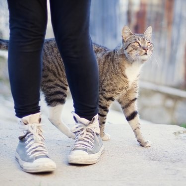 Почему кошки всегда под ногами?