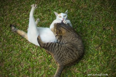 Mes chats jouent-ils ou se battent-ils ?