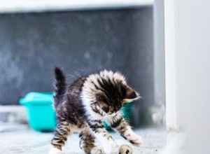 猫がトイレにおもちゃを持ってくるのはなぜですか？ 