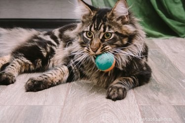 猫がトイレにおもちゃを持ってくるのはなぜですか？ 