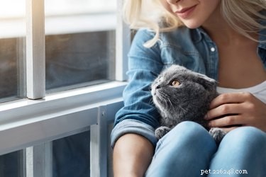 猫がわきの下を嗅ぐのはなぜですか？ 