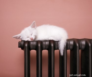 Perché ai gatti piace dormire su cose calde?