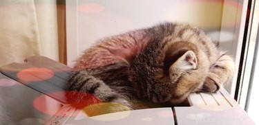 Почему кошки любят спать на теплых вещах?