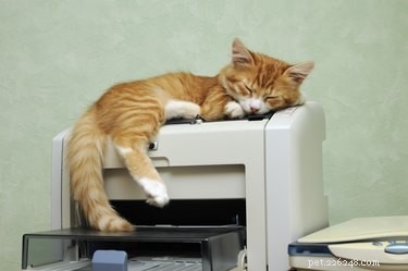 Waarom slapen katten graag op warme dingen?