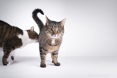 Почему кошки нюхают задницы друг друга?
