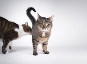 Pourquoi les chats se reniflent-ils les fesses ?