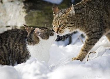 Почему кошки нюхают задницы друг друга?