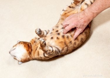 Ai gatti piacciono i massaggi sulla pancia?