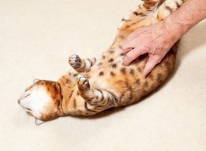 Любят ли кошки массировать живот?