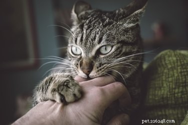 Waarom kauwt mijn kat op mijn hand?