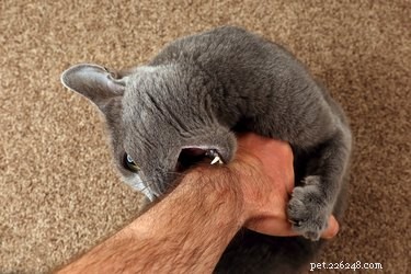 Pourquoi mon chat me mordille-t-il la main ?