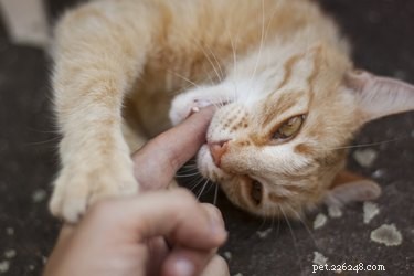 Por que meu gato mastiga minha mão?