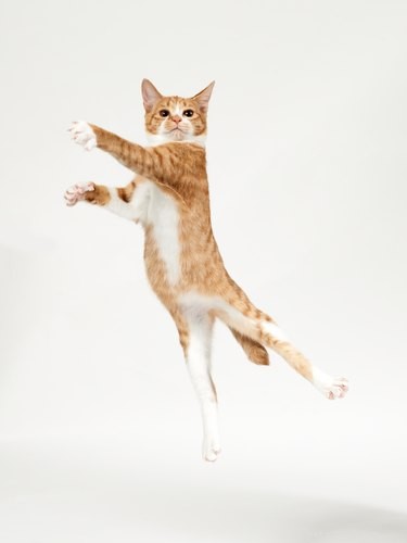 Почему кошки так одержимы игрушкой Cat Dancer?