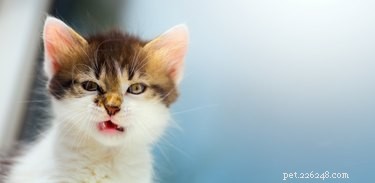 Por que os gatos brigam?
